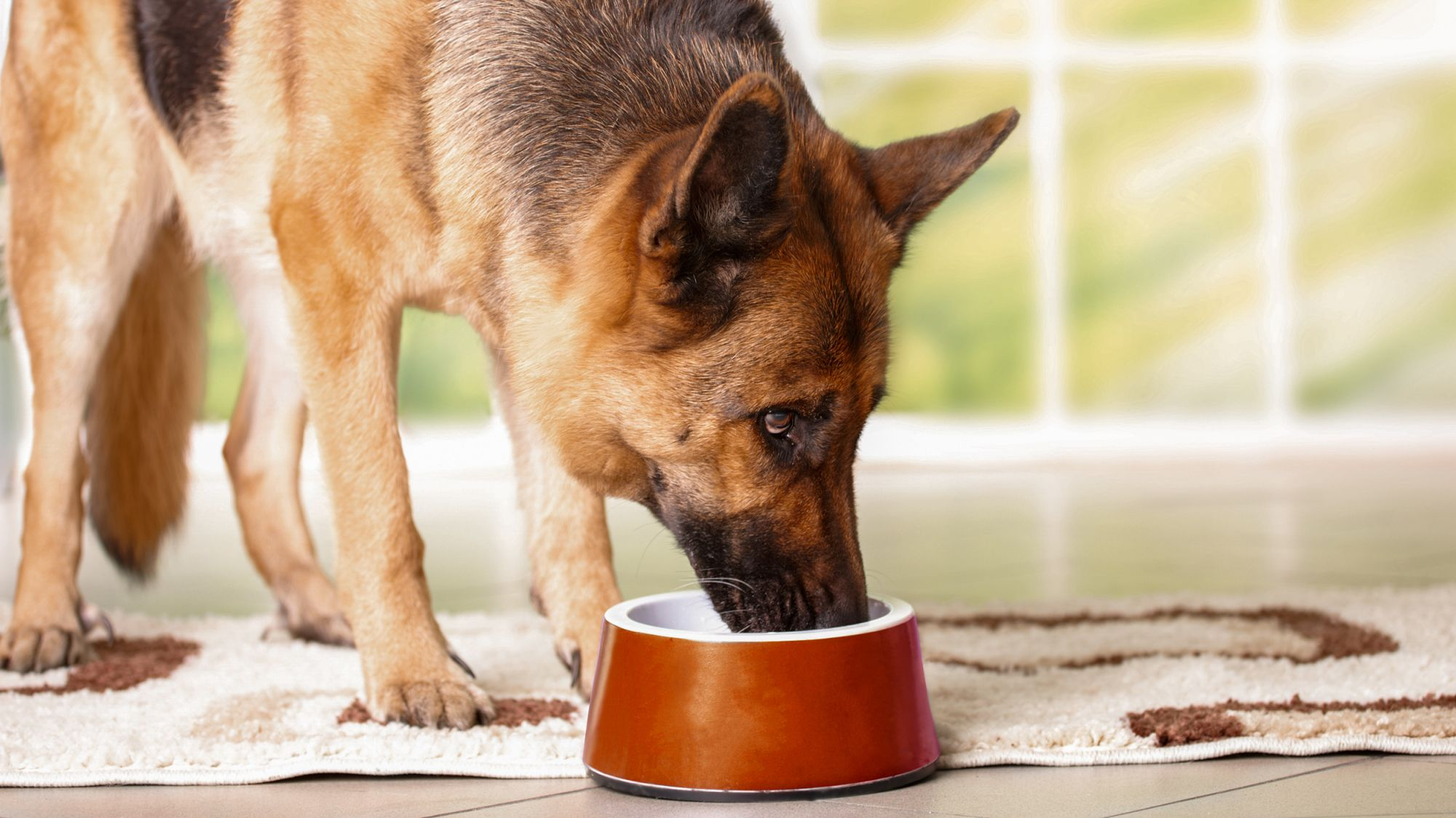 Why Life Stage Nutrition Matters More Than Ever for Dogs
